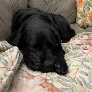 Meet your Posher, Darleen